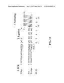 NOVEL METHODS OF CONSTRUCTING LIBRARIES COMPRISING DISPLAYED AND/OR     EXPRESSED MEMBERS OF A DIVERSE FAMILY OF PEPTIDES, POLYPEPTIDES OR     PROTEINS AND THE NOVEL LIBRARIES diagram and image