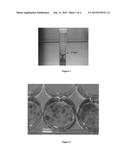 ISOLATION OF STEM CELLS FROM ADIPOSE TISSUE BY ULTRASONIC CAVITATION, AND     METHODS OF USE diagram and image