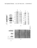 Plant drought tolerance and nitrogen use efficiency by reducing plant     sensitivity to ethylene diagram and image