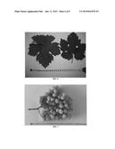 Grapevine plant named  2-21-20  diagram and image