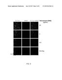 MICROBIAL TESTING DEVICES, METHODS OF MAKING MICROBIAL TESTING DEVICES AND     METHODS OF IDENTIFYING NOVEL ANTIMICROBIAL DRUG CANDIDATES diagram and image