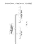 Whole Blood Assay for Measuring AMPK Activation diagram and image