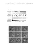 METHOD AND APPARATUS FOR THE AMPLIFICATION OF ELECTRICAL CHARGES IN     BIOLOGICAL SYSTEMS OR BIOACTIVE MATTER USING AN INDUCTIVE DISK WITH A     FIXED GEOMETRIC TRACE diagram and image