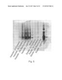 HYPOALLERGENIC FOOD-GRADE PROTEIN MATRICES AND USES THEREOF diagram and image