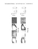 IDENTIFYING AND MODULATING MOLECULAR PATHWAYS THAT MEDIATE NERVOUS SYSTEM     PLASTICITY diagram and image