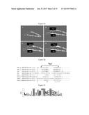 PEPTIDES DERIVED FROM HIV GP41 FOR TREATING T-CELL MEDIATED PATHOLOGIES diagram and image