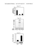 PEPTIDES DERIVED FROM HIV GP41 FOR TREATING T-CELL MEDIATED PATHOLOGIES diagram and image