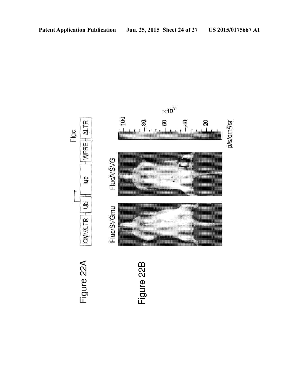 TARGETED GENE DELIVERY FOR DENDRITIC CELL VACCINATION - diagram, schematic, and image 25