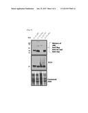 Novel Peptide Tag and Uses Thereof diagram and image