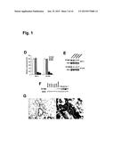 Monoclonal Antibodies for Treatment of Cancer diagram and image