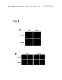 Monoclonal Antibodies for Treatment of Cancer diagram and image