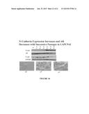 Novel Antibodies Against Cancer Target Block Tumor Growth, Angiogenesis     and Metastatis diagram and image