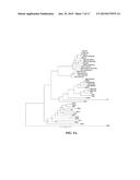 Alphavirus Compositions and Methods of Use diagram and image