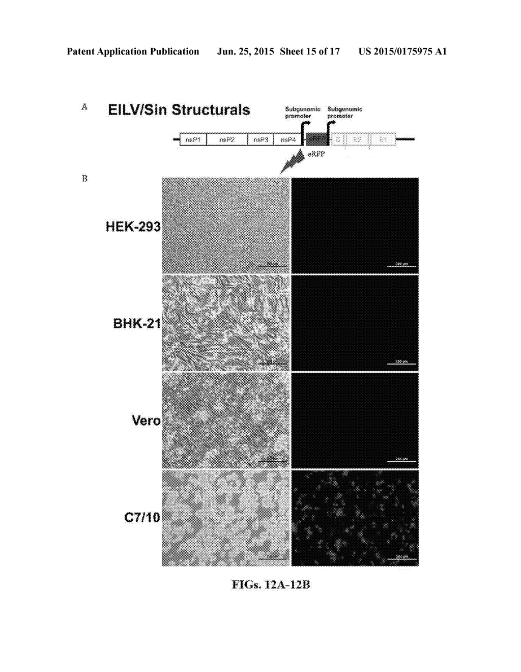 Alphavirus Compositions and Methods of Use - diagram, schematic, and image 16