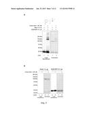 Methods and Kits to Create Protein Substrate.about.HECT-Ubiquitin Ligase     Pairs diagram and image