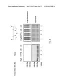 Methods and Kits to Create Protein Substrate.about.HECT-Ubiquitin Ligase     Pairs diagram and image