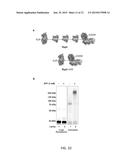 Methods and Kits to Create Protein Substrate.about.HECT-Ubiquitin Ligase     Pairs diagram and image