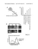 Resonance Energy Transfer Assay with Cleavage Sequence and Spacer diagram and image