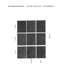 USE OF NANODIAMONDS FOR GENERATING FREE RADICALS FOR THERAPEUTIC PURPOSES     UNDER RADIATION diagram and image