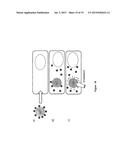 USE OF NANODIAMONDS FOR GENERATING FREE RADICALS FOR THERAPEUTIC PURPOSES     UNDER RADIATION diagram and image