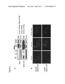 WIDESPREAD GENE DELIVERY OF GENE THERAPY VECTORS diagram and image