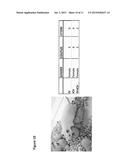 WIDESPREAD GENE DELIVERY OF GENE THERAPY VECTORS diagram and image