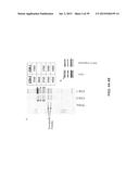 USE OF COX-3 BINDING MOLECULES FOR MODULATING AUTOPHAGY diagram and image