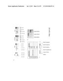 USE OF COX-3 BINDING MOLECULES FOR MODULATING AUTOPHAGY diagram and image