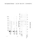 USE OF COX-3 BINDING MOLECULES FOR MODULATING AUTOPHAGY diagram and image