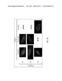 USE OF COX-3 BINDING MOLECULES FOR MODULATING AUTOPHAGY diagram and image