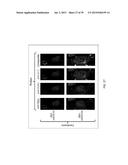 USE OF COX-3 BINDING MOLECULES FOR MODULATING AUTOPHAGY diagram and image