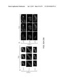 USE OF COX-3 BINDING MOLECULES FOR MODULATING AUTOPHAGY diagram and image