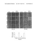 Antisense Oligonucleotides Against Neutral Sphingomyelinase and Neutral     Sphingomyelinase Inhibitor GW4869 for Degenerative Neurological Disorders diagram and image