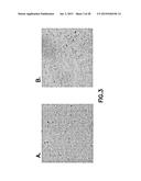 Consumable Cryopreserved Cells Transiently Overexpressing Gene(s) Encoding     Drug Transporter Protein(s) and/or Drug Metabolizing Enzyme(s) diagram and image