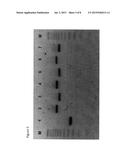 ENRICHMENT OF FULL LENGTH OLIGONUCLEOTIDES VIA TRANSCRIPTION/TRANSLATION     MEDIATED PURIFICATION diagram and image