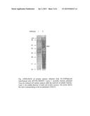 DEVELOPMENT OF THE SOLUBLE RECOMBINANT CRM197 PRODUCTION BY E. COLI diagram and image