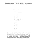 DEVELOPMENT OF THE SOLUBLE RECOMBINANT CRM197 PRODUCTION BY E. COLI diagram and image