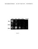 Methods, Peptides, and Biosensors Useful for Detecting a Broad Spectrum of     Bacteria diagram and image