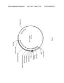 Polymerases for Nucleotide Analogue Incorporation diagram and image