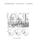 NUCLEOPHOSMIN PROTEIN (NPM) MUTANTS, CORRESPONDING GENE SEQUENCES AND USES     THEREOF diagram and image