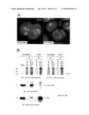 NUCLEOPHOSMIN PROTEIN (NPM) MUTANTS, CORRESPONDING GENE SEQUENCES AND USES     THEREOF diagram and image