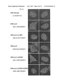 NUCLEOPHOSMIN PROTEIN (NPM) MUTANTS, CORRESPONDING GENE SEQUENCES AND USES     THEREOF diagram and image