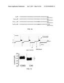 DETECTION OF NUCLEIC ACID LESIONS AND ADDUCTS USING NANOPORES diagram and image