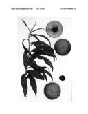 Peach Tree Named  Burpeachthirtyfour  diagram and image