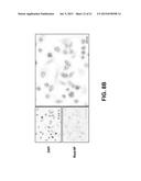 POLYMERIC NANOPARTICLES IN A THERMOSENSITIVE GEL FOR COITAL-INDEPENDENT     VAGINAL PROPHYLAXIS OF HIV diagram and image