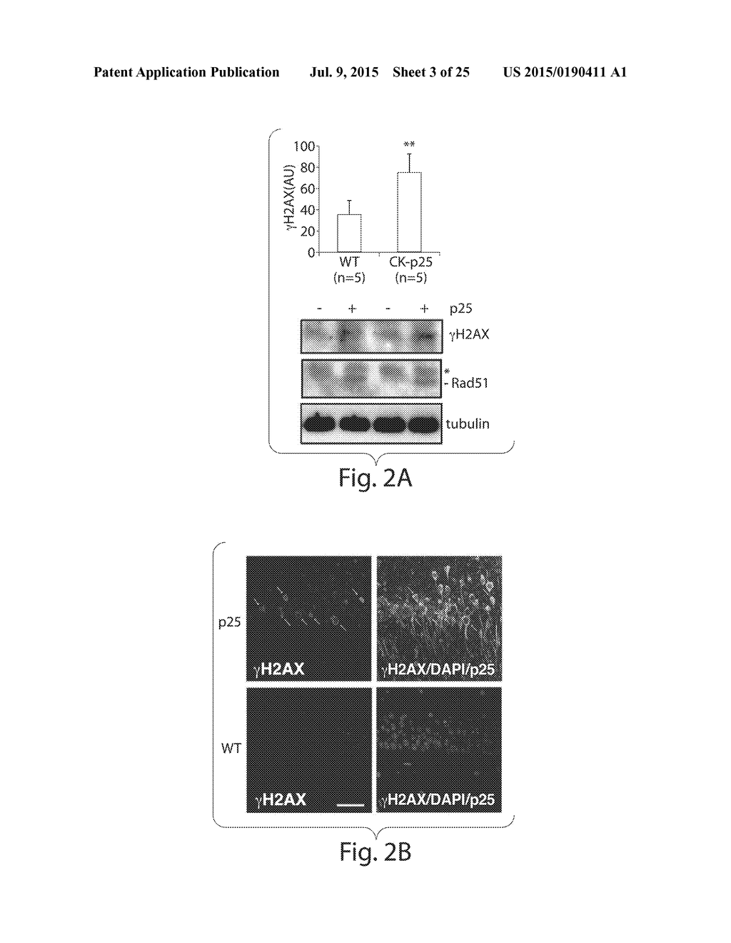 ACTIVATION OF HISTONE DEACETYLASE 1 (HDAC1) PROTECTS AGAINST DNA DAMAGE     AND INCREASES NEURONAL SURVIVAL - diagram, schematic, and image 04