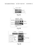 ACTIVATION OF HISTONE DEACETYLASE 1 (HDAC1) PROTECTS AGAINST DNA DAMAGE     AND INCREASES NEURONAL SURVIVAL diagram and image