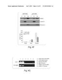 ACTIVATION OF HISTONE DEACETYLASE 1 (HDAC1) PROTECTS AGAINST DNA DAMAGE     AND INCREASES NEURONAL SURVIVAL diagram and image