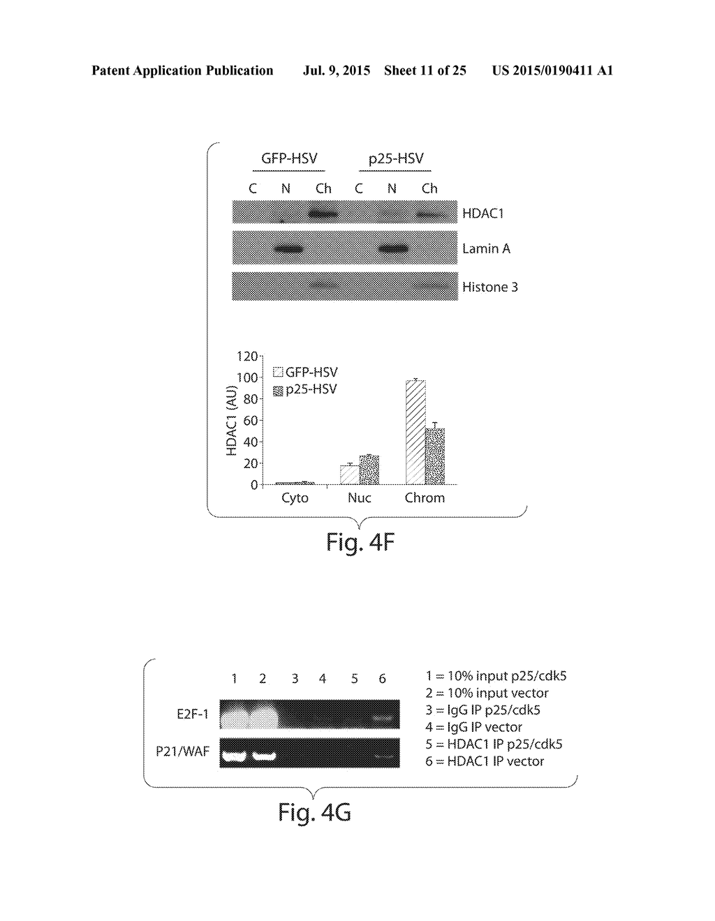 ACTIVATION OF HISTONE DEACETYLASE 1 (HDAC1) PROTECTS AGAINST DNA DAMAGE     AND INCREASES NEURONAL SURVIVAL - diagram, schematic, and image 12