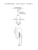 ACTIVATION OF HISTONE DEACETYLASE 1 (HDAC1) PROTECTS AGAINST DNA DAMAGE     AND INCREASES NEURONAL SURVIVAL diagram and image